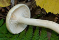 Hygrophorus lindtneri